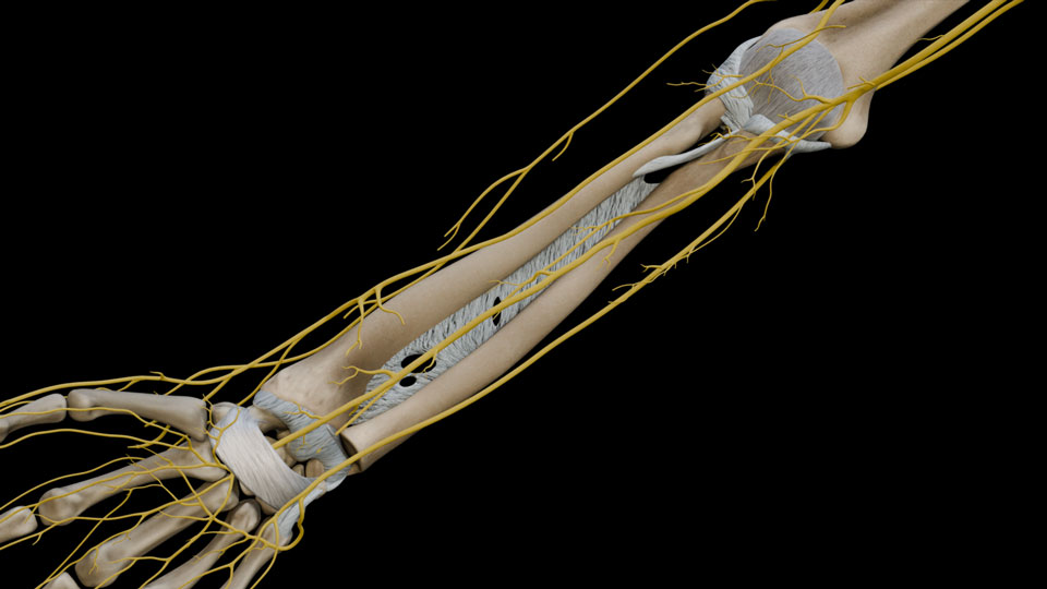 Forearm V:\nNerves